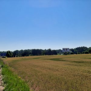 Pakruojis - nuo Šiaulių pusės, Kuosiškių km.